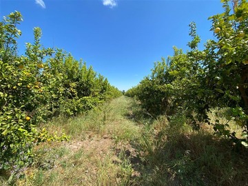 Sitio en venta en Los Panguiles / Derechos de Agua, Curacaví