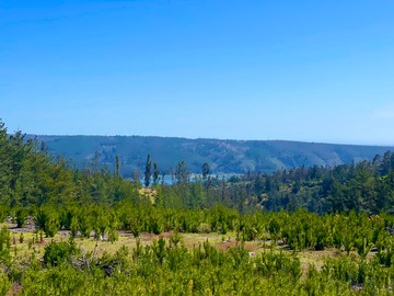 Venta / Parcela / Pichilemu
