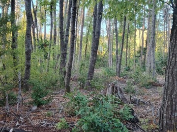 Terreno Agricola en venta en La Puntilla de San Juan / Coihueco, Coihueco