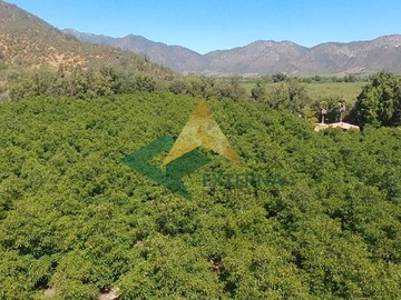 Terreno Agricola en venta en La vinilla, Casablanca - 9 dormitorios, 8 baños