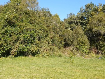 Parcela en venta en Hermosa Parcela de 5.000 M2 con Cabaña, Bosque Propio - 2 dormitorios, 1 baño