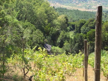 Terreno en venta en Cauquenes // viña // campo productivo (169679), Cauquenes