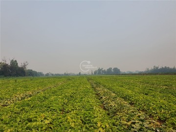 Terreno Agricola en arriendo mensual en Sector Lagunillas, Pelarco - 3 dormitorios, 2 baños