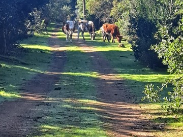 Terreno Agricola en venta en Camino Tantehue, Melipilla