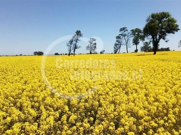 Terreno Agricola en venta en M.H. Carretera 5 sur km 618, Victoria
