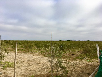 Terreno en venta en Terreno con Potencial Turístico: Los Choros (169615), La Higuera