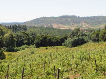 Terreno en venta en Cauquenes, M-50 camino a la costa, 18 has (169676), Cauquenes - 5 dormitorios, 5 baños