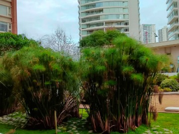 Arriendo Mensual / Departamento / Concón
