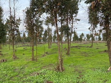Venta / Sitio / Quintero
