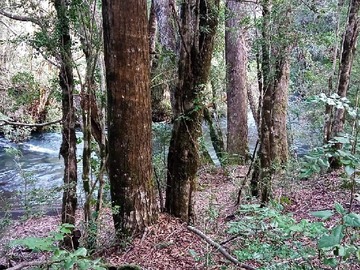 Terreno en venta en Casa inserta en plena naturaleza, parcela (169839), Temuco - 3 dormitorios, 2 baños
