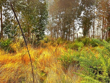 Parcela en venta en Sector rengalil, orilla río cautín, Nueva Imperial