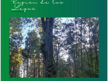 Venta / Terreno / Queilén