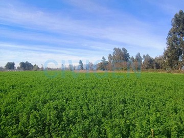 Terreno en venta en Terreno excelente conectividad (177725), Chimbarongo