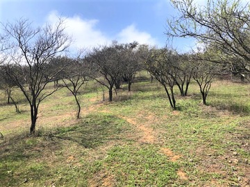 Terreno en venta en Vendo Terreno, Paradero 15, Olmué, 6.500m2