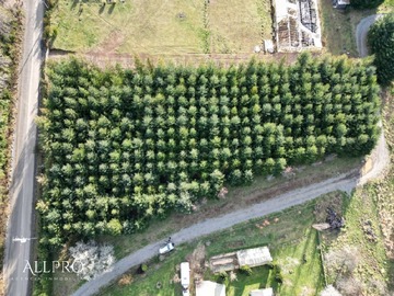 Parcela en venta en Terreno en venta eco dream relún villarrica con pinos oregón, Villarrica
