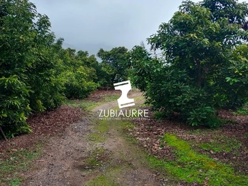 Sitio en venta en Venta Amplio Terreno en la Cruz Quillota