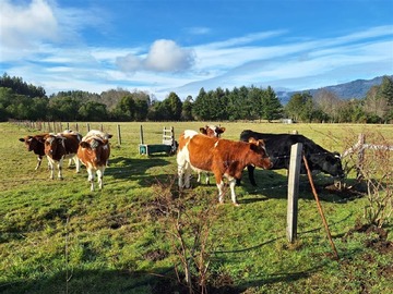 Terreno Agricola en venta en camino los lagos, Panguipulli