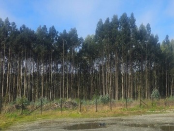 Terreno en arriendo mensual en Arica 2550, Valdivia