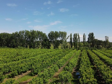 Venta / Terreno / Chillán