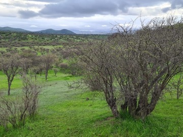 Parcela en venta en popeta, Melipilla