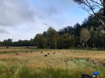 Terreno Agricola en venta en Coquiao, Ancud - 2 dormitorios, 1 baño