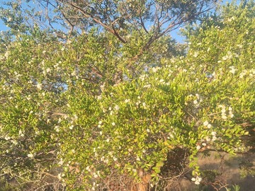 Terreno en venta en Entorno Natural y Tranquilidad Asegurada (153376), Pichilemu