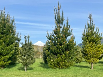 Parcela en venta en Huincacara kilometro 6 camino licanray, Villarrica