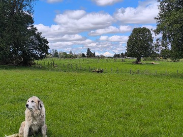 Terreno en venta en Parcela de 5000 m2 en Osorno (132407), Osorno
