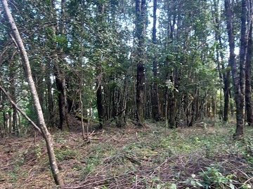 Terreno en venta en Venta Parcela Villarrica Altos De Pino Huacho (173215), Villarrica