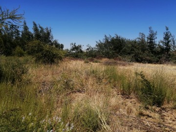 Parcela en venta en Av. Circunvalación norte con camino real, Linares
