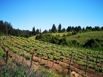 Terreno Agricola en venta en Terreno agricola/viña venta (114193), Chillán