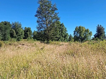 Terreno en venta en 0,5 Hectarea Rucatayo Alto, Rio Bueno (171980), Río Bueno