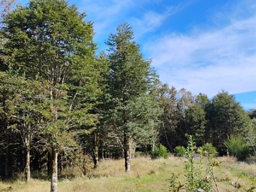 Terreno Agricola en venta en cogomo, Ancud