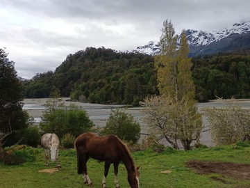 Venta / Terreno / Coyhaique