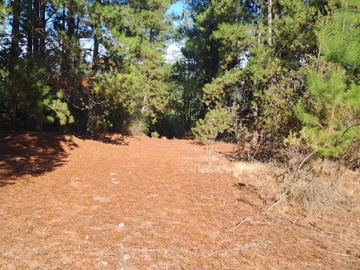 Terreno en venta en Lote Ideal para Proyecto en Zona Tranquila (171699), Curepto