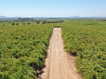 Terreno Agricola en venta en carrizal cueva del león, San Javier de Loncomilla