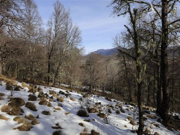 Sitio en venta en Dos pinos, lonquimay, Lonquimay