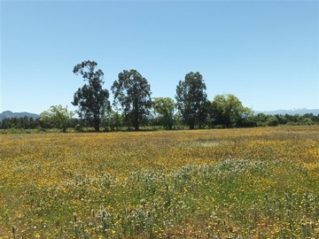 Venta / Parcela / San Clemente