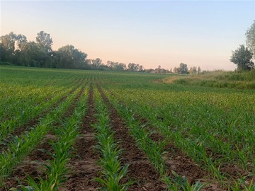 Terreno Agricola en venta en Cumpeo, Río Claro