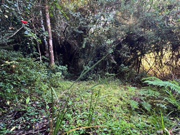 Terreno en venta en Amplio Terreno en Entorno Natural Único (153933), Valdivia