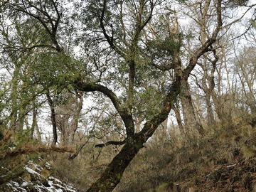 Sitio en venta en Dos pinos, lonquimay, Lonquimay
