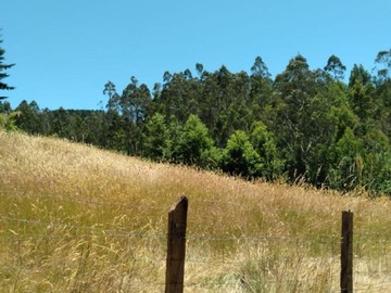 Parcela en venta en Predio agrícola con superficie de 95 hectáreas pichi- cancur, Paillaco