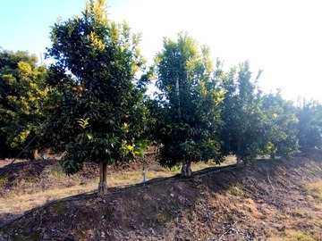 Pichidegua, los paltos Image