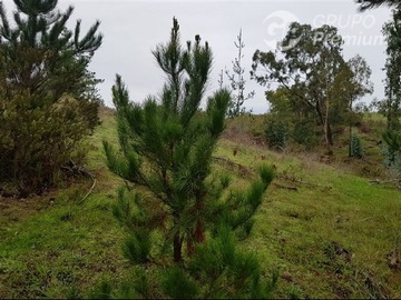 Parcela en venta en Paredones, Paredones