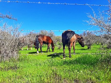 Parcela en venta en camino vecinal, Quilpué