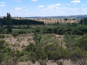 Terreno en venta en Gran campo con plantacion forestal (143666), Cauquenes