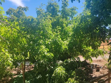 Terreno Agricola en venta en cabañas y parcela zona 7 tazas Molina piscina (160369), San Clemente