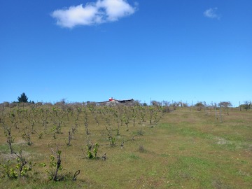 Parcela en venta en La pitigua, San Javier de Loncomilla