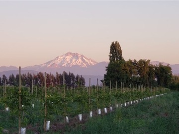 Terreno Agricola en venta en Las Mercedes, Longaví