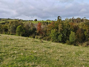 Terreno en venta en Campo 3 há subdividido en 6 lotes de 5000 m2 (143214), Maullín